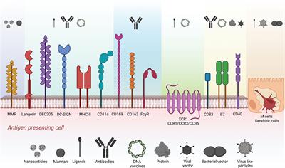 Recent advances in antigen targeting to antigen-presenting cells in veterinary medicine